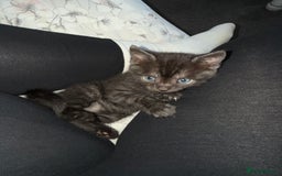 Mixed Breed cats for sale: 4 kittens for sale 2 boys & 2 girls - Image 6
