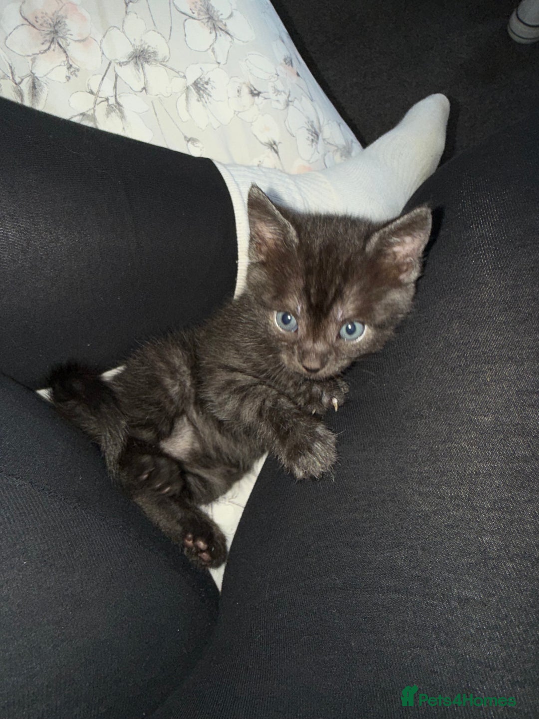 Mixed Breed cats for sale: 4 kittens for sale 2 boys & 2 girls - Image 6