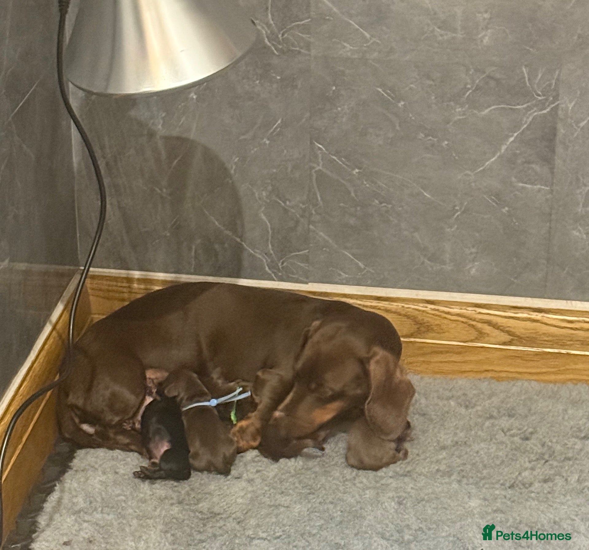 Miniature Dachshund dogs Beautiful KC registered miniature dachshunds - Advert 1