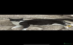 Mixed Breed cats for sale: Beautiful patched tabbies looking for homes  - Image 13