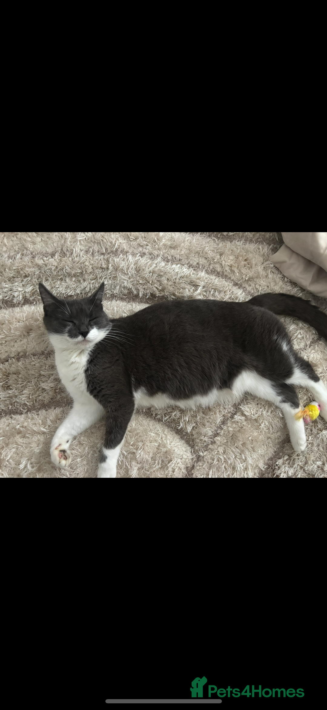 Mixed Breed cats for sale: Beautiful patched tabbies looking for homes  - Image 13