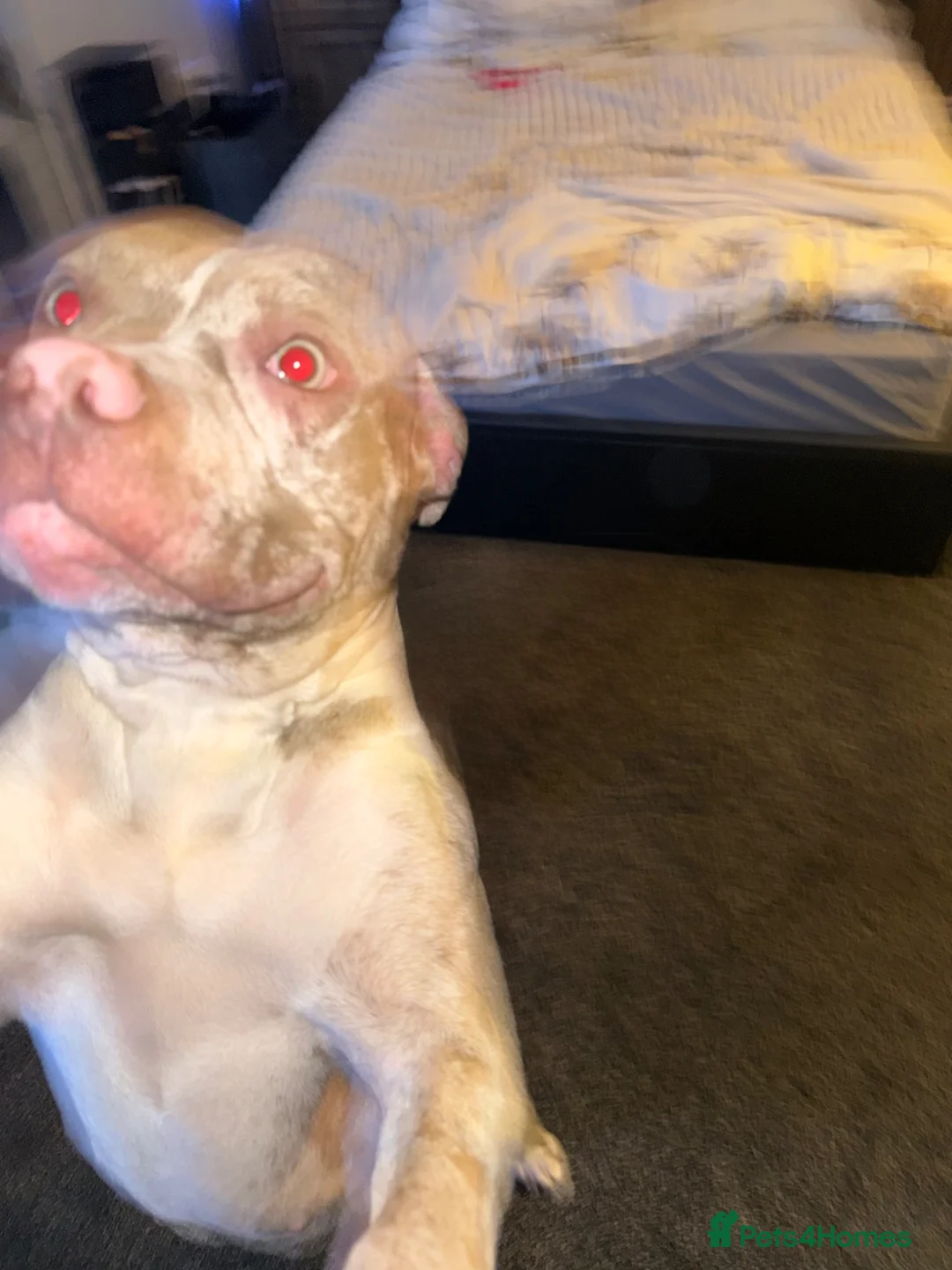 American Bully dogs for sale: 2 year old American Bully Skye.  in Manchester - Advert 6