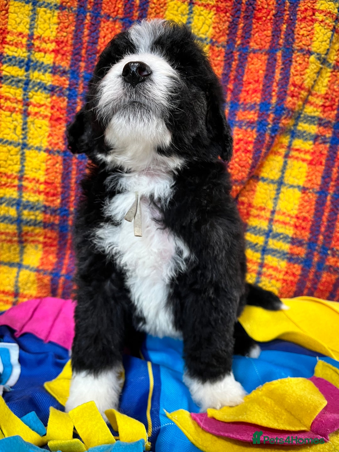 Bernedoodle dogs for sale: F1 standard Bernedoodle puppies. Licensed breeder - Advert 6