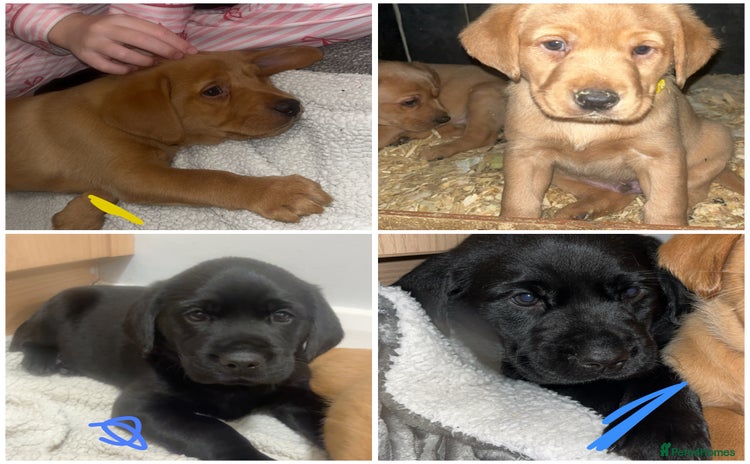 Labrador Retriever dogs Last 2 make KC Labrador FTCH hereditary clear pups - Advert 5