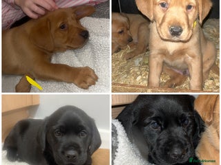 Labrador Retriever dogs Last 2 make KC Labrador FTCH hereditary clear pups - Advert 6