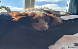 Cocker Spaniel dogs for sale: 1female 1male 7 month old puppies - Image 9