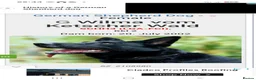 German Shepherd dogs for sale: Female working line DDR  - Advert 7