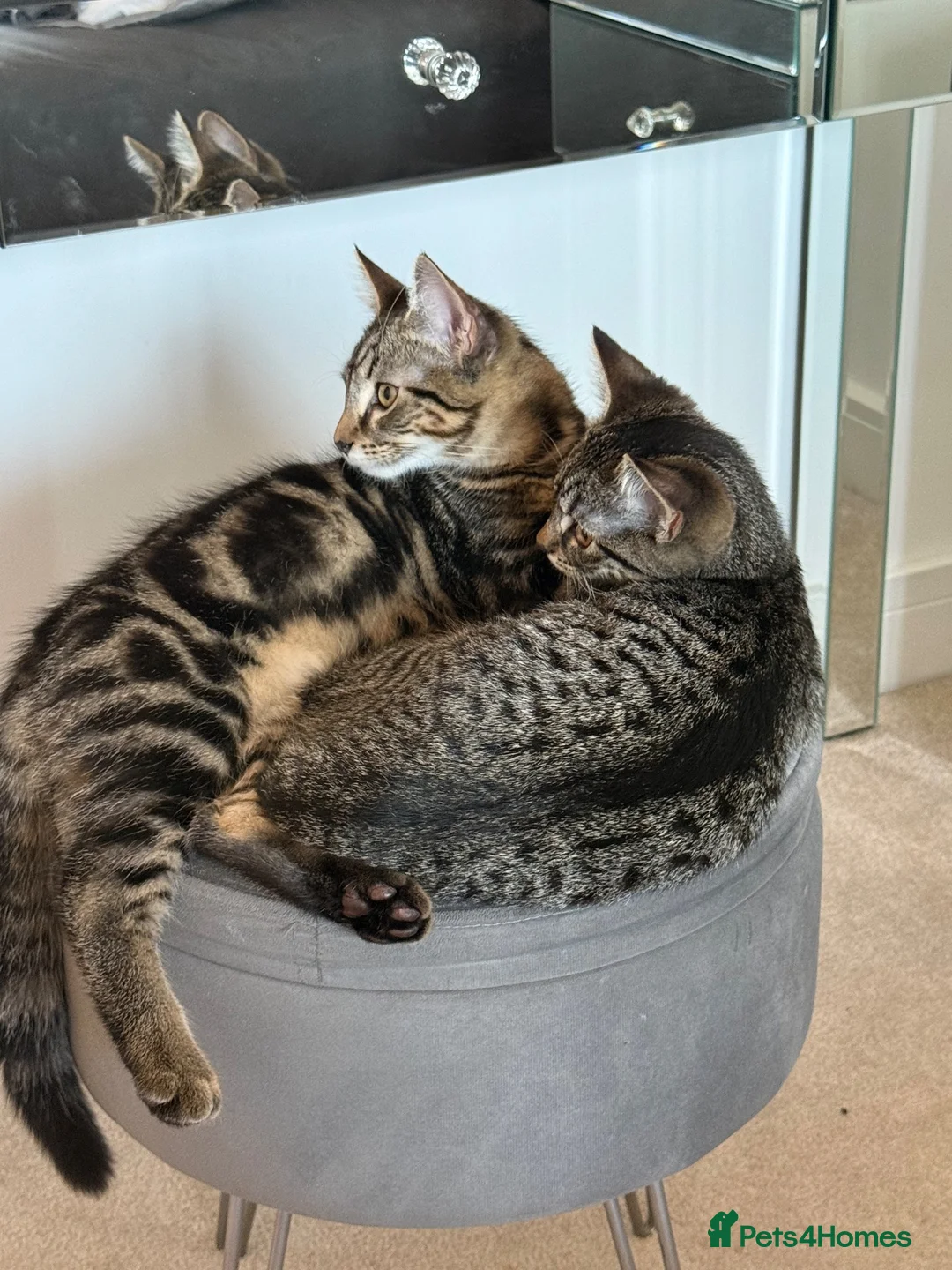Mixed Breed cats for sale: 2 kittens available  in Maidenhead - Advert 5
