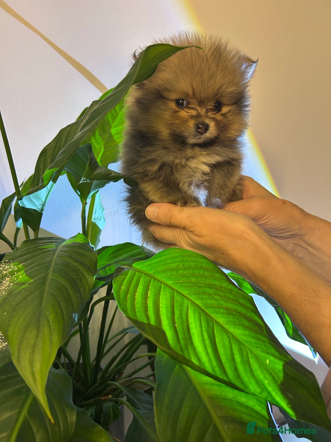 Pomeranian dogs for sale: Kc reg. Show quality 3 Pomeranian girls - Image 25