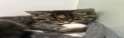 British Shorthair cats for sale: BRITISH SHORTHAIR KITTENS-AVAILABLE NOW  - Advert 19