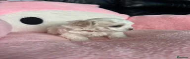 Maltese Puppy 2