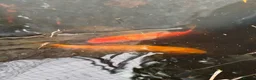 Goldfish fish for sale: Goldfish to rehome in Watford - Advert 2