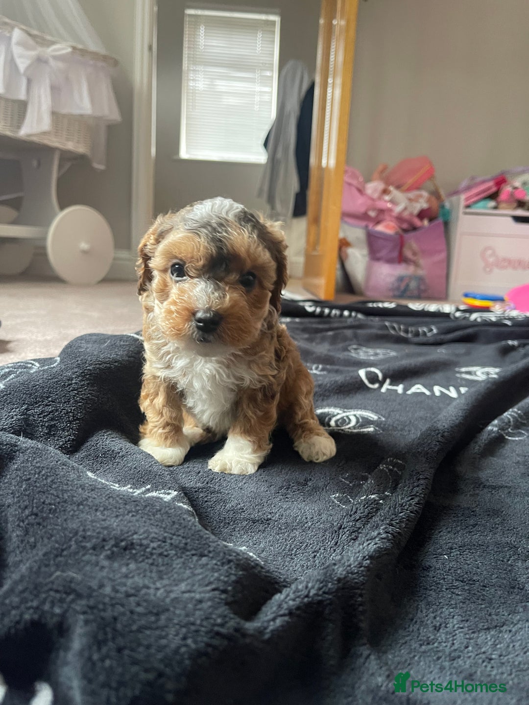 Cockapoo dogs for sale: 4 beautiful F1B Cockapoo puppies  - Image 9
