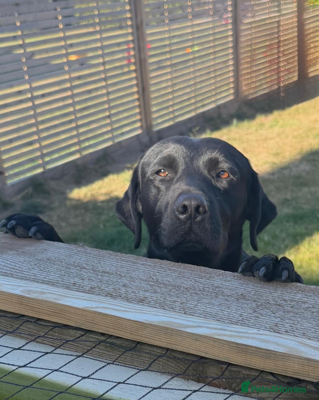 Labrador Retriever dogs for sale: Fully health tested Labrador puppies  - Image 10