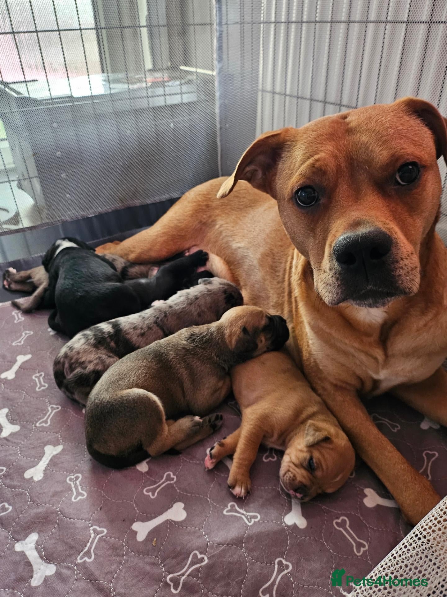 Mixed Breed dogs Beautiful American Bulldog × Staffie Mix Puppies - Advert 2