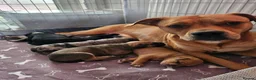 Mixed Breed dogs for sale: Beautiful American Bulldog × Staffie Mix Puppies in Glasgow - Advert 1