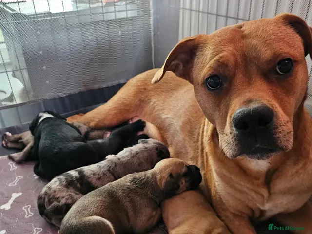 Mixed Breed dogs Beautiful American Bulldog × Staffie Mix Puppies - Advert 19