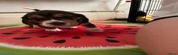 Beagle dogs for sale: Adorable and family friendly Beagle puppies in Accrington - Advert 5