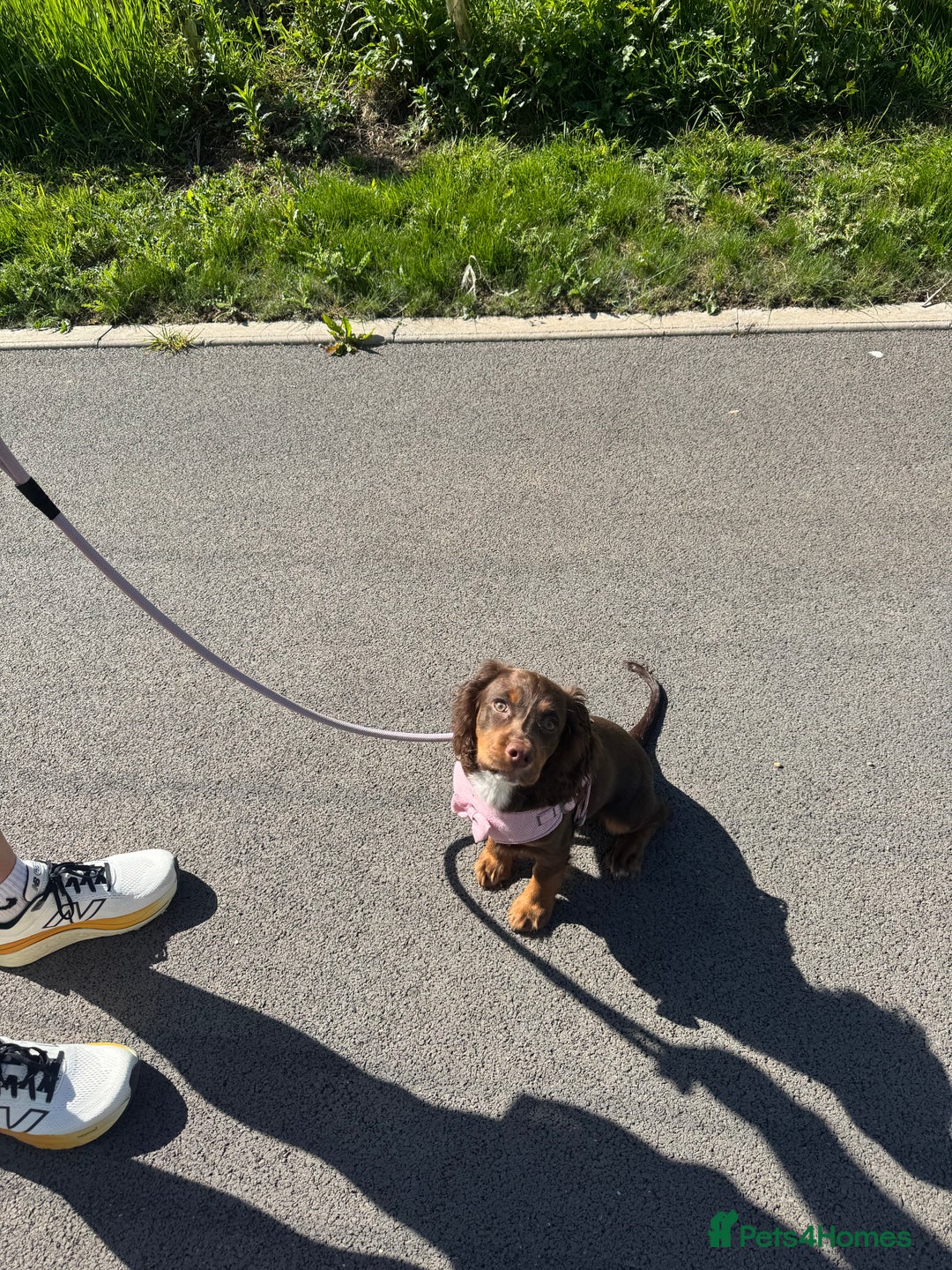 Cocker Spaniel dogs for sale: Loving Home Wanted for Beautiful Olive (WCS Puppy) - Image 12