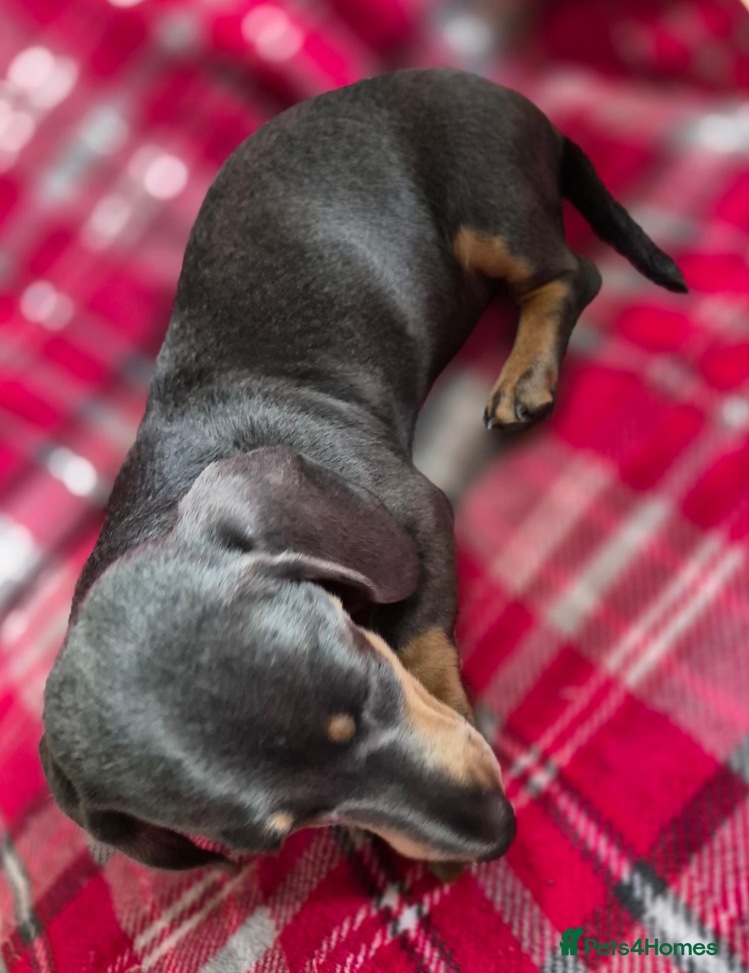 Miniature Dachshund dogs Miniature Dachshund puppies - Advert 2