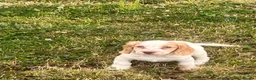 Sprocker dogs for sale: Sprocker puppies - Advert 8
