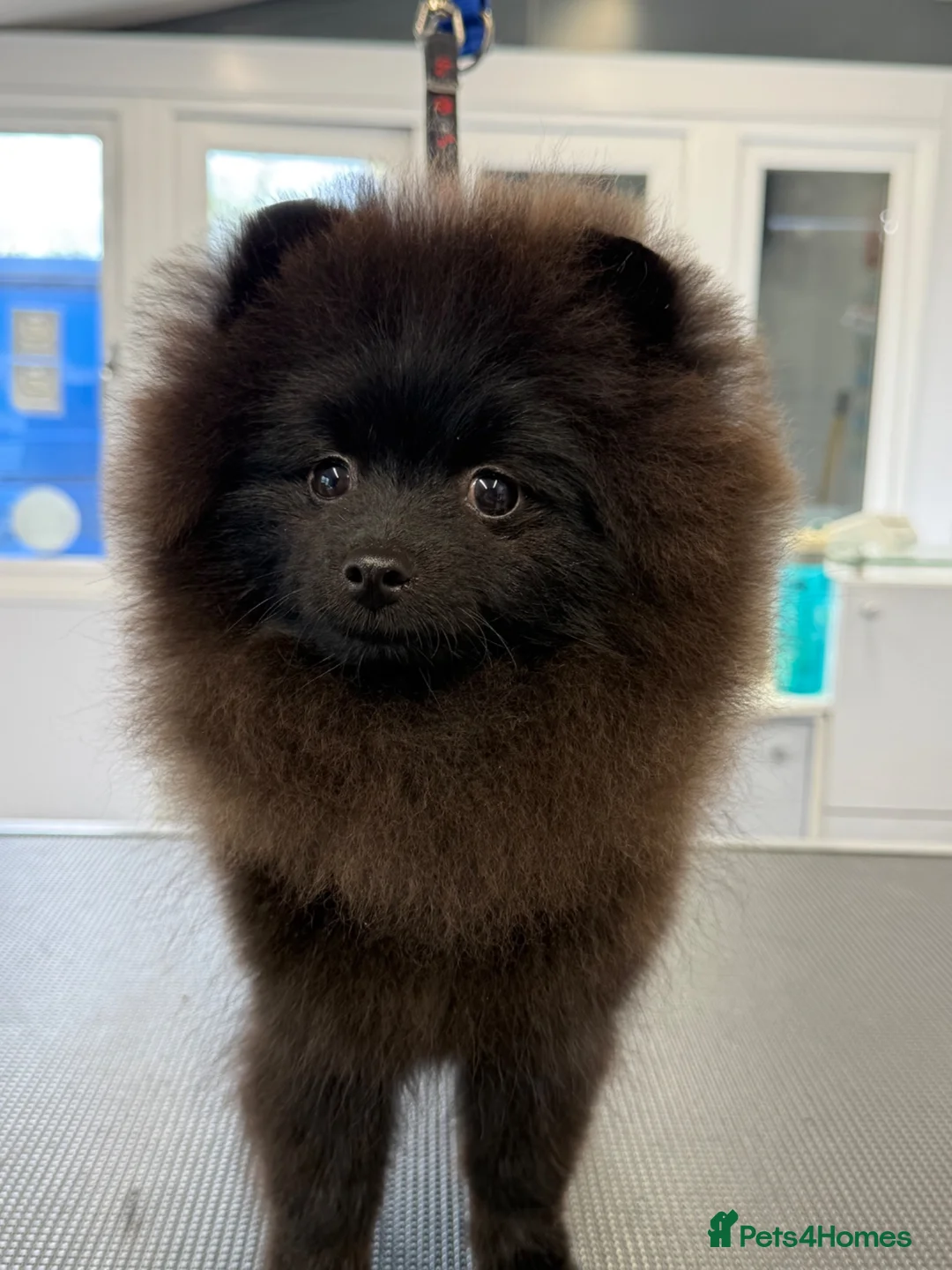Pomeranian dogs for sale: Stunning black Pomeranian excellent temperament  in St. Neots - Advert 1