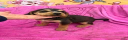 Cockerdor dogs for sale: Beautiful cockador puppies available  - Advert 21