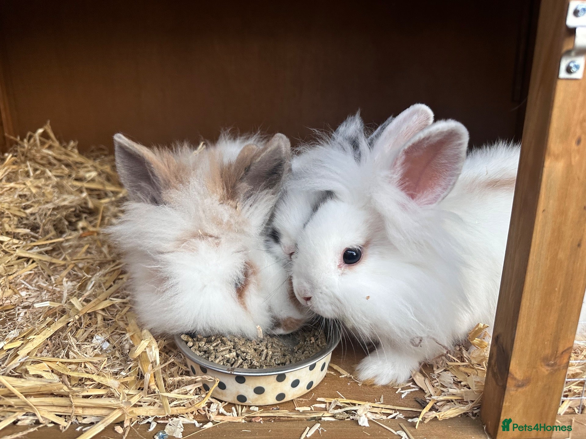 Lionhead rabbits 10-Week-Old Lionhead Rabbits – 4 Girls - Advert 1