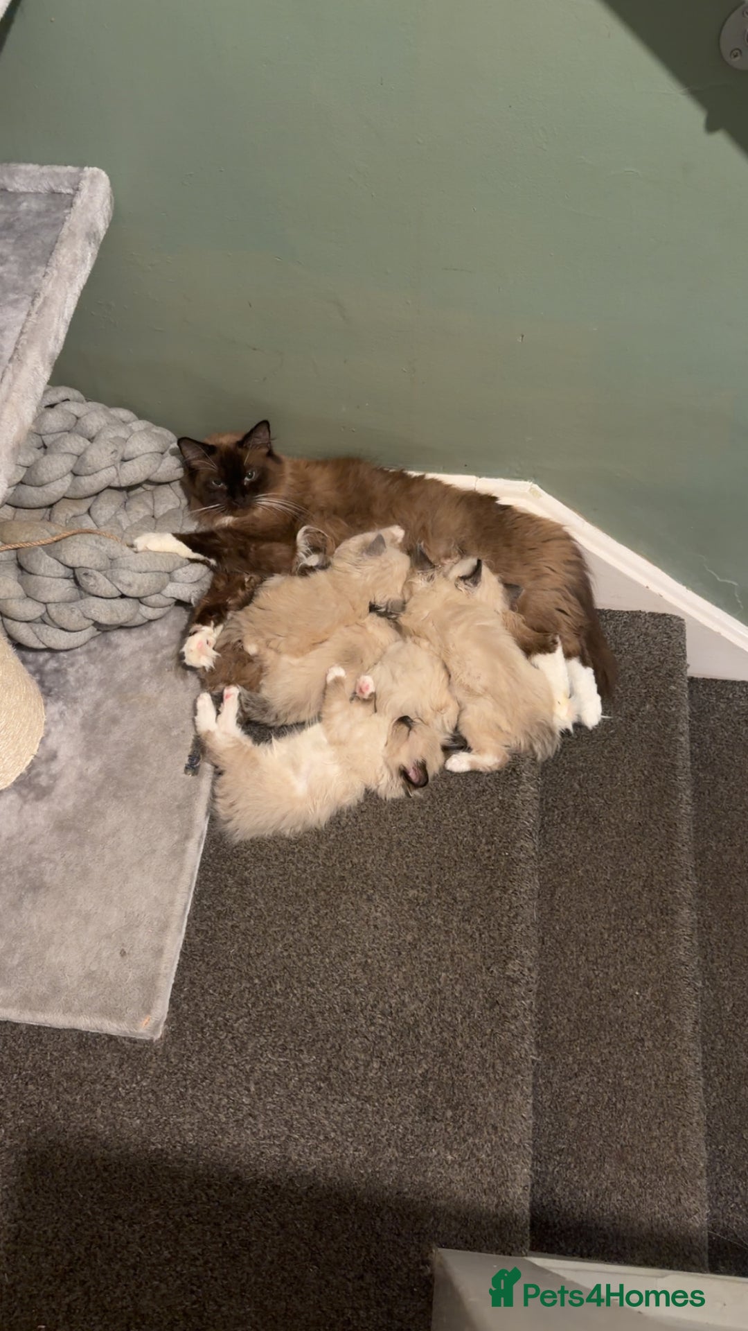 Ragdoll cats for sale: Tica Registered Ragdolls - Advert 2