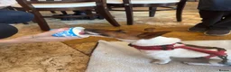 Jack Russell dogs for sale: 4 beautiful Jack Russell puppies for sale in Market Rasen - Advert 14