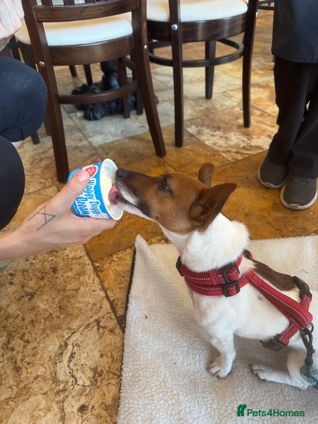 Jack Russell dogs for sale: 4 beautiful Jack Russell puppies for sale in Market Rasen - Advert 14