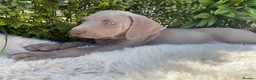 Weimaraner dogs for sale: 💫Reduced Price KC Litter💫 - Advert 23