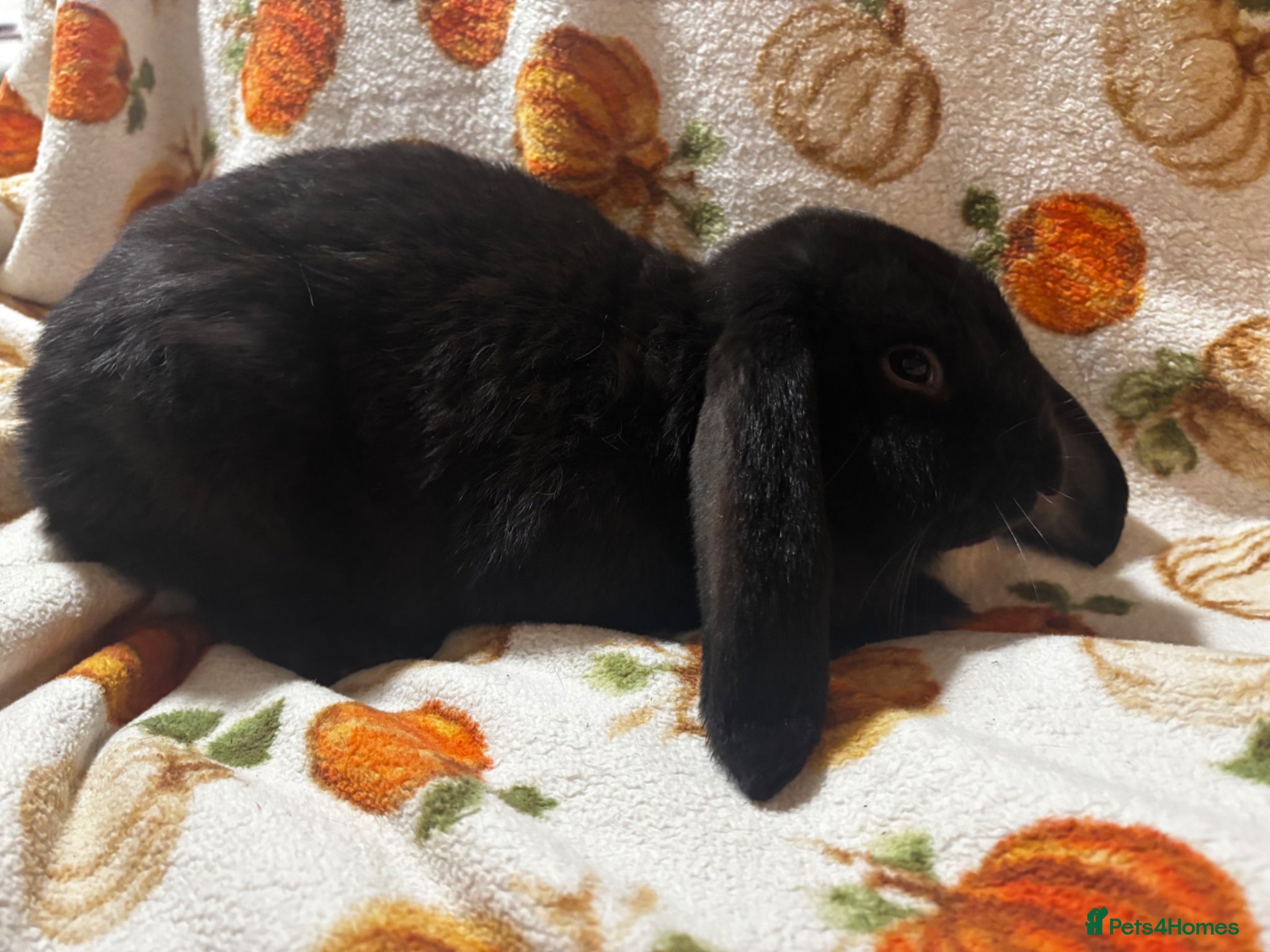French Lop rabbits for sale: Super friendly pure French lop  - Advert 4