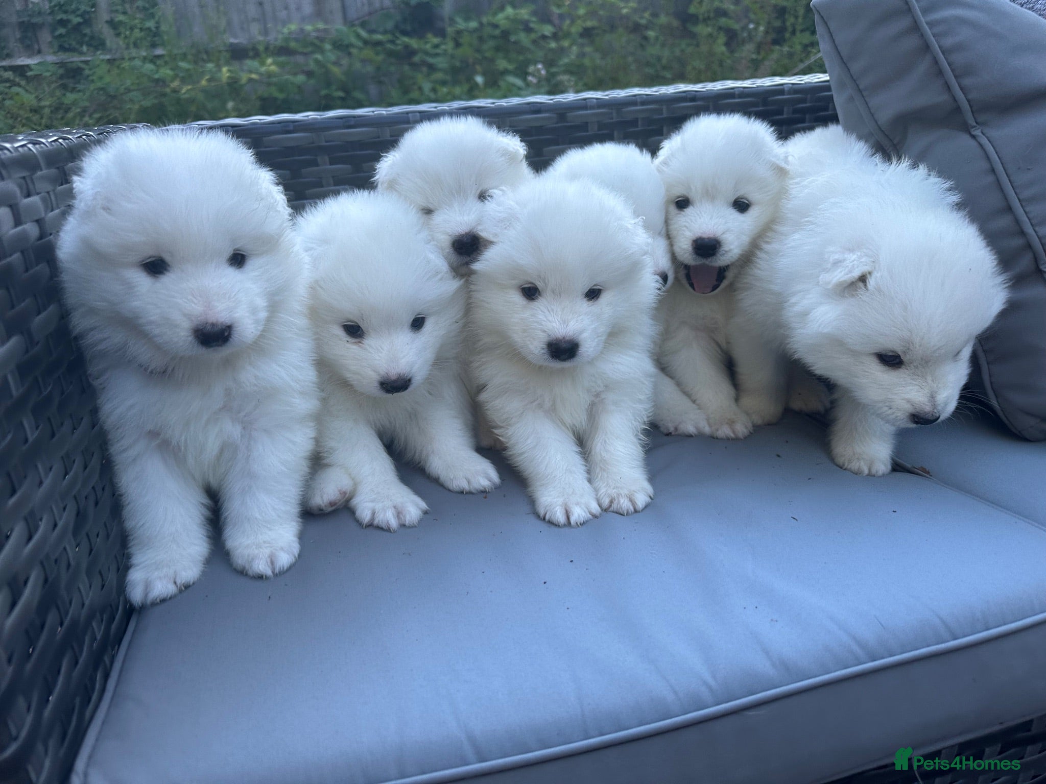 Samoyed dogs     Adorable Samoyed Puppies Looking for 5★ Homes - Advert 8