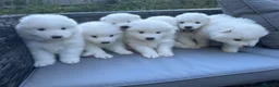 Samoyed dogs for sale:     Adorable Samoyed Puppies Looking for 5★ Homes - Advert 10