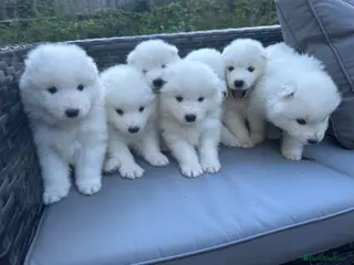 Samoyed dogs Adorable Samoyed Puppies Looking for 5★ Homes - Advert 5