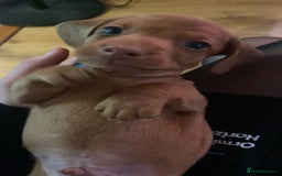 Miniature Dachshund dogs for sale: mini dachshund puppies - Image 1