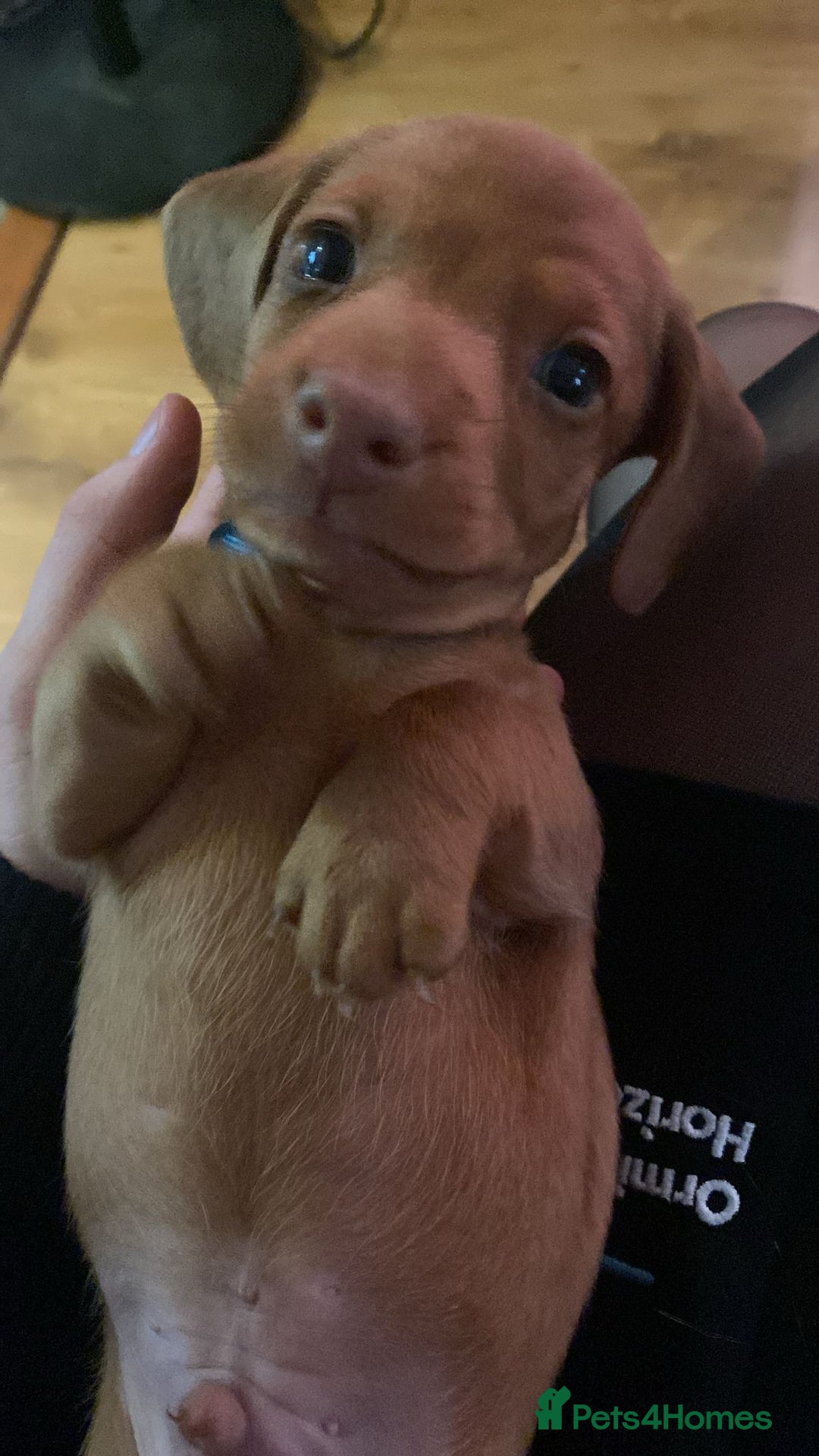 Miniature Dachshund dogs for sale: mini dachshund puppies - Image 1