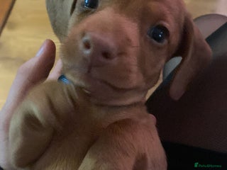 Miniature Dachshund dogs - Advert 9