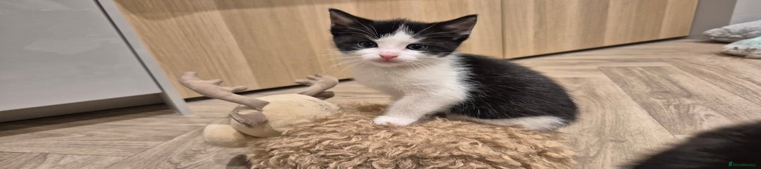 Mixed Breed Kitten 3