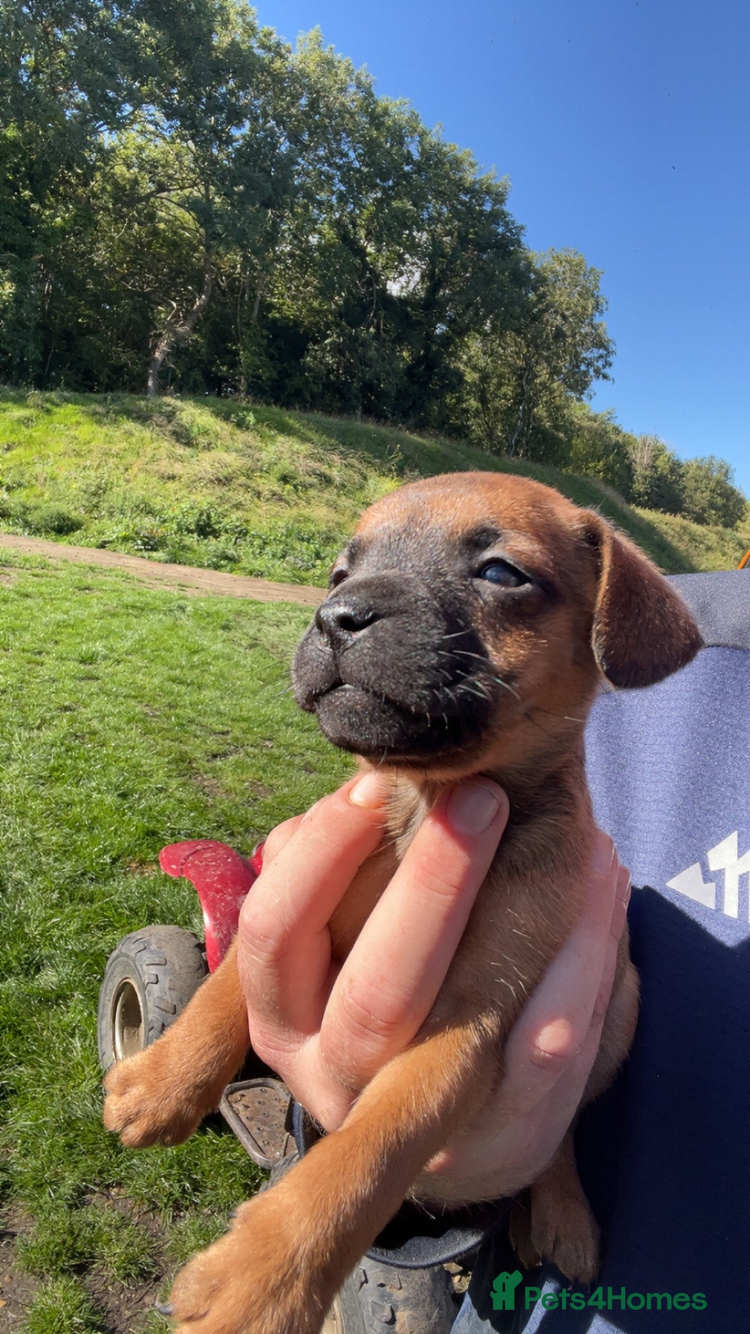 Patterdale Terrier dogs for sale: Patter dale  - Image 8