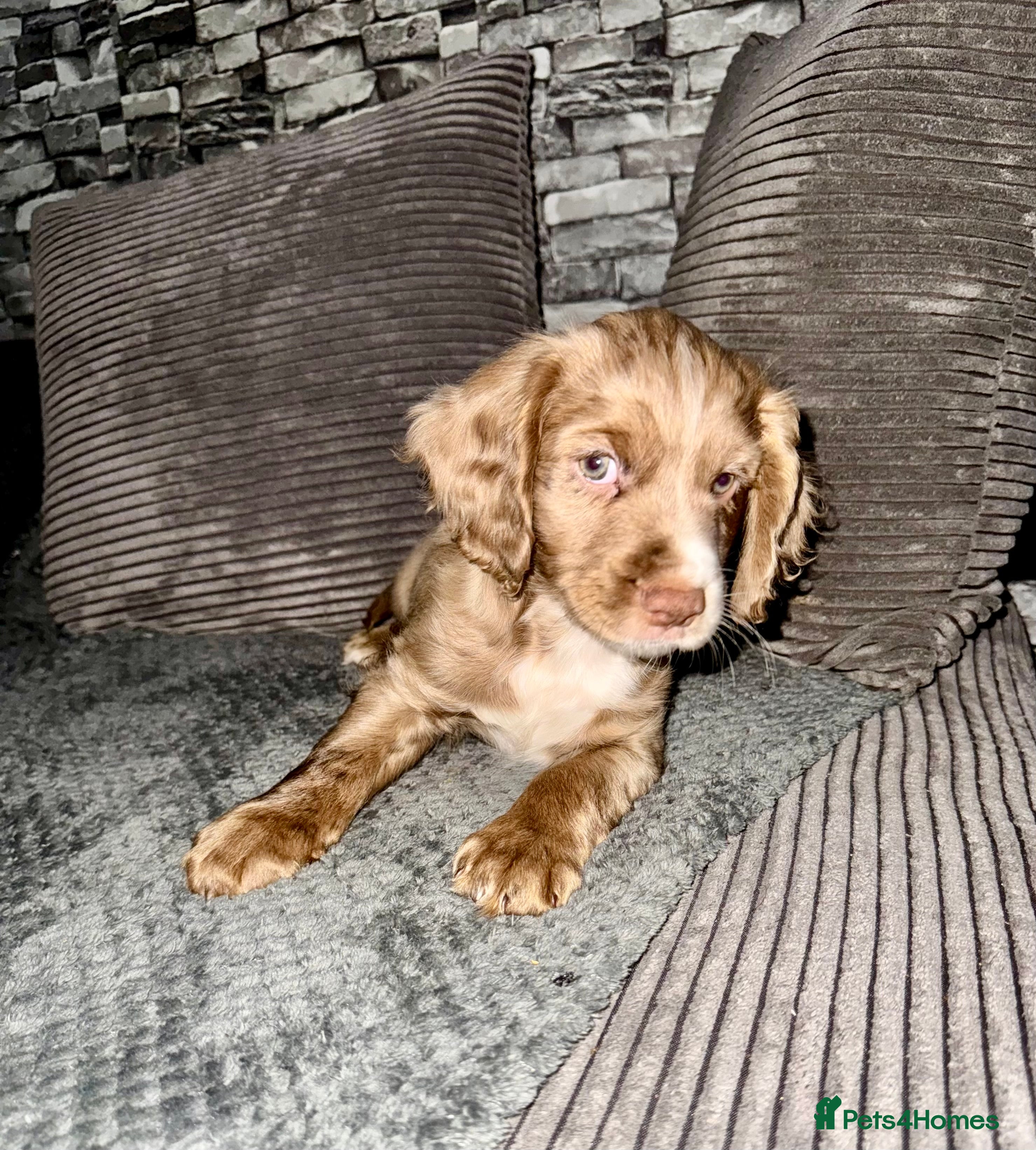 Cocker Spaniel dogs 💙1 BOY ABSOLUTELY STUNNING STUD LEFT💙  - Advert 3