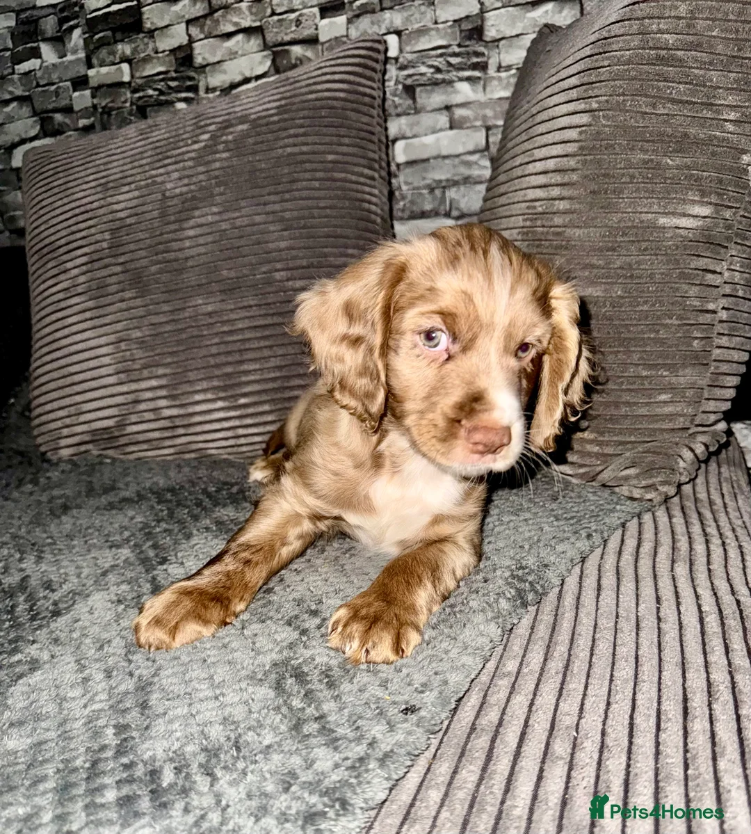 Cocker Spaniel dogs for sale: 💙1 BOY ABSOLUTELY STUNNING STUD LEFT💙  - Advert 1