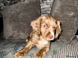 Cocker Spaniel dogs 💙1 BOY ABSOLUTELY STUNNING STUD LEFT💙 - Advert 3