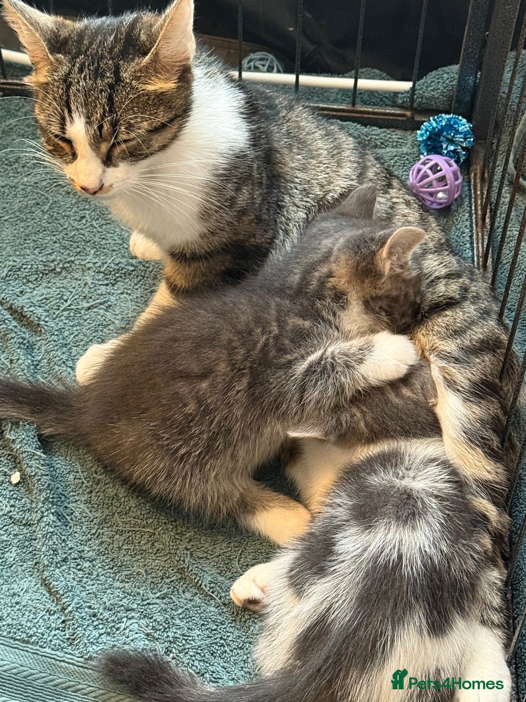 Mixed Breed cats for sale: 2 kittens available for their forever homes - Image 6