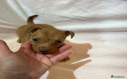Jack Russell dogs for sale: Beautiful jack Russell pups  - Image 3