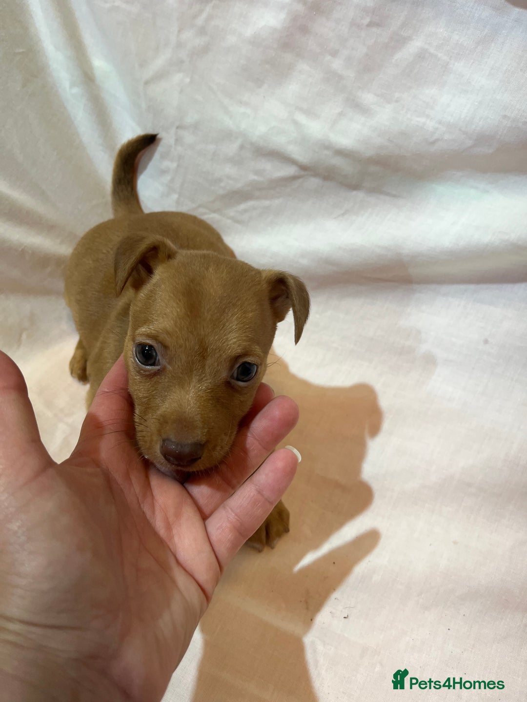 Jack Russell dogs for sale: Beautiful jack Russell pups  - Image 3