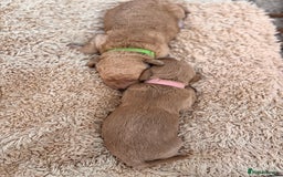Goldendoodle dogs for sale: GOLDENDOODLE WITH A DIFFERENCE - Image 9