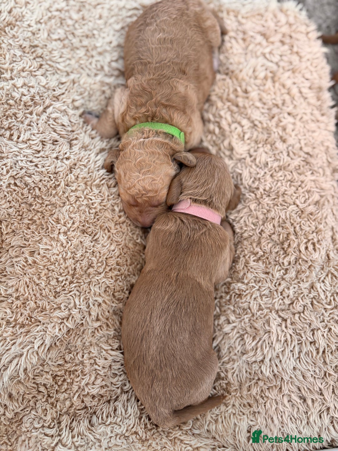 Goldendoodle dogs for sale: GOLDENDOODLE WITH A DIFFERENCE - Image 9
