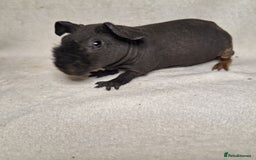 Guinea Pig rodents for sale: Skinny pig boys - Image 12